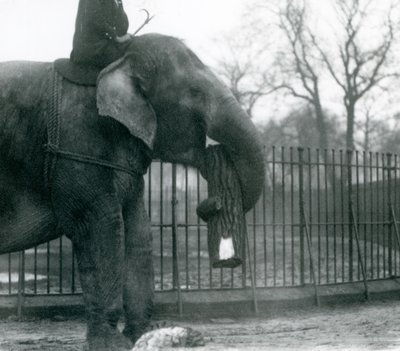 Weiblicher asiatischer Elefant, Indiarani, bewegt Holz mit ihrem Rüssel, während ihr Wärter auf ihrem Rücken sitzt und sie dirigiert, London Zoo, 1925 von Frederick William Bond