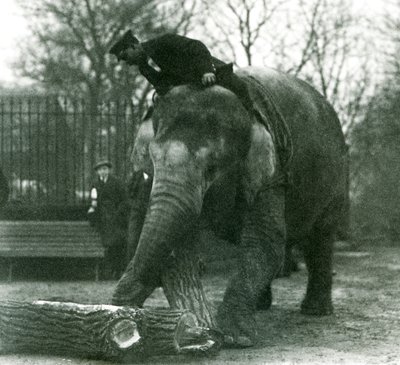 Weiblicher Asiatischer Elefant Indiarani bewegt Holz mit ihrem Rüssel, während ihr Pfleger auf ihrem Rücken sitzt und sie dirigiert, London Zoo, 1925 von Frederick William Bond