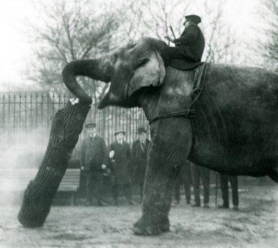 Weiblicher Asiatischer Elefant Indiarani bewegt Holz mit ihrem Rüssel, während ihr Pfleger auf ihrem Rücken sitzt und sie dirigiert, London Zoo, 1925 von Frederick William Bond