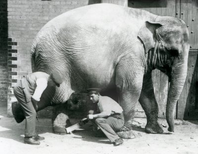 Weiblicher Asiatischer Elefant Sundermalah lässt sich von ihren Wärtern die Füße trimmen, Londoner Zoo, August 1926 von Frederick William Bond