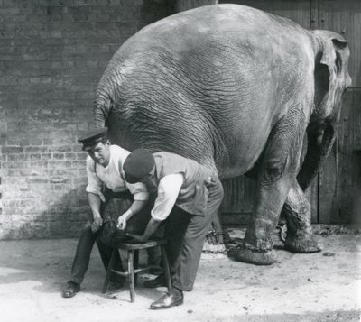 Weiblicher Asiatischer Elefant lässt sich von ihren Wärtern die Füße trimmen, Londoner Zoo, August 1926 von Frederick William Bond