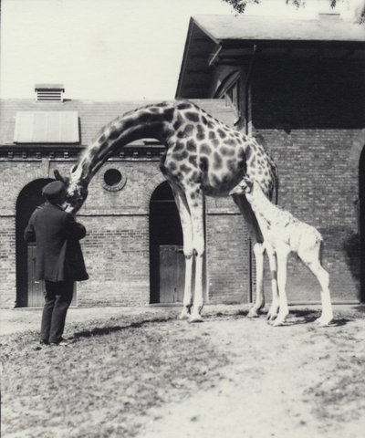 Giraffe mit 3 Tage altem Baby und Pfleger im Londoner Zoo, 1914 von Frederick William Bond