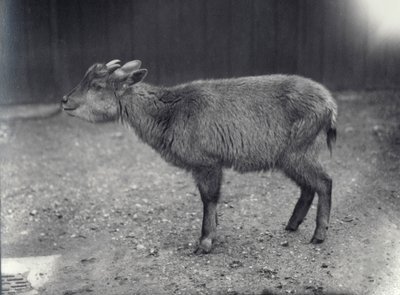 Himalaya-Goral im Londoner Zoo, 1914 von Frederick William Bond