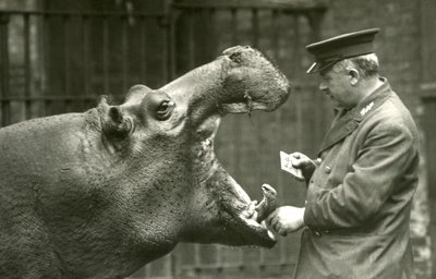 Nilpferd Bobbie mit Wärter Ernie Bowman, Londoner Zoo, 1927 von Frederick William Bond