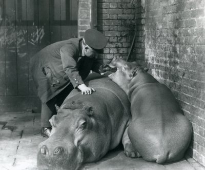 Nilpferde Joan und Jimmy im Londoner Zoo im Jahr 1927 von Frederick William Bond