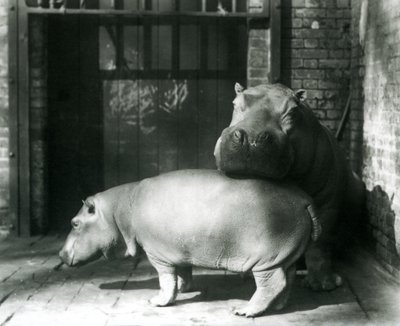 Flusspferde Joan und Jimmy im Londoner Zoo im Jahr 1927 von Frederick William Bond