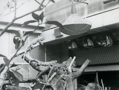 Leguane sonnen sich auf Ästen und genießen das künstliche Sonnenlicht in ihrem Gehege, London Zoo, August 1928 von Frederick William Bond