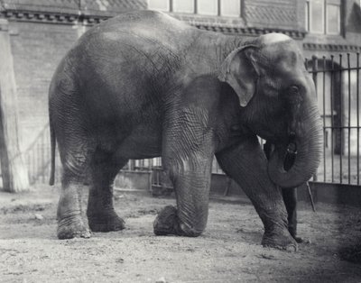 Indischer Elefant, Assam Lukhi, kniend mit Wärter im Londoner Zoo, April 1914 von Frederick William Bond