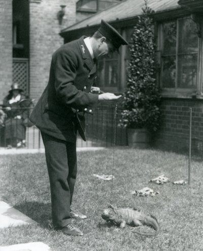 Wärter Collins auf einem Rasen im Londoner Zoo mit einer Wolkenfels-Iguana an der Leine, Londoner Zoo, 1924 von Frederick William Bond