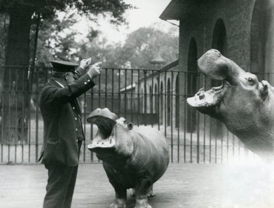 Wärter Ernie Bowman mit den Flusspferden Bobbie und Joan im London Zoo, Juli 1923 von Frederick William Bond