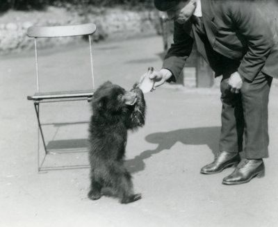 Tierpfleger Harry Warwick füttert ein Faultierbärenjunges mit der Flasche im Londoner Zoo, August 1921 von Frederick William Bond