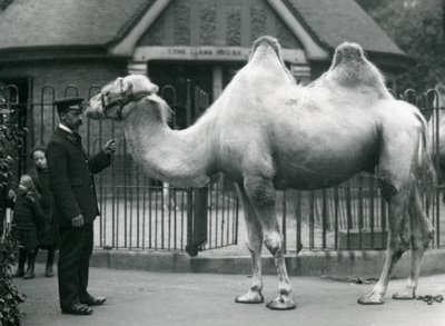 Wärter W. Styles mit einem Baktrischen Kamel vor dem Lama-Haus im Londoner Zoo, Juli 1914 von Frederick William Bond