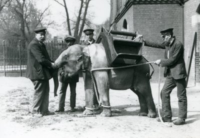 Die Wärter Jack Milbourne, H. Robertson und Thomas trainieren einen jungen asiatischen Elefanten, Londoner Zoo, Mai 1922 von Frederick William Bond