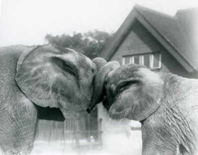 Männlicher Afrikanischer Elefant Kiberenge und weiblicher Afrikanischer Elefant Hango begrüßen sich, indem sie ihre Rüssel verknoten, Londoner Zoo im Oktober 1927. Kiberenge wurde dem Londoner Zoo von S.E. Sir Horace Byatt geschenkt von Frederick William Bond