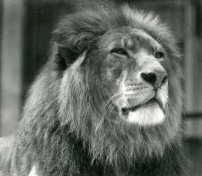 Männlicher Löwe Kuja im Londoner Zoo im August 1924 von Frederick William Bond