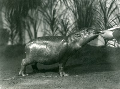 Percy, ein junger Zwergflusspferd, wird im Londoner Zoo von Hand gefüttert, November 1923 (Schwarz-Weiß-Foto) von Frederick William Bond