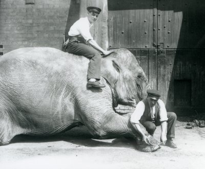 Sundermalah lässt sich von einem Wärter die Vorderfüße trimmen, während ein anderer auf ihrem Rücken sitzt, Londoner Zoo, August 1926 von Frederick William Bond