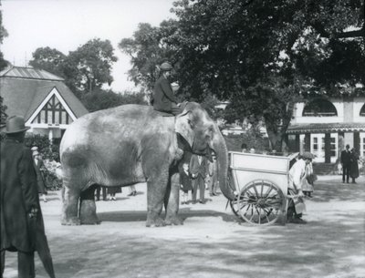 Syed Ali reitet auf Indiarani hinter einer Schubkarre, Londoner Zoo, Oktober 1925 von Frederick William Bond