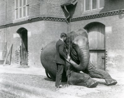 Syed Ali, der Indiarani vor dem Elefantenhaus trainiert, London Zoo, August 1923 von Frederick William Bond