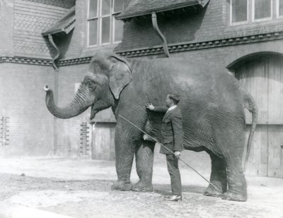 Syed Ali, der Indiarani vor dem Elefantenhaus trainiert, London Zoo, August 1923 von Frederick William Bond