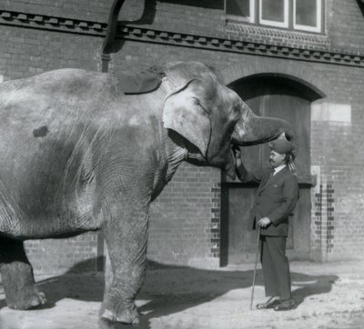 Syed Ali trainiert Indiarani vor dem Elefantenhaus, London Zoo, Oktober 1925 von Frederick William Bond