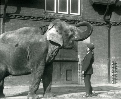Syed Ali trainiert Indiarani vor dem Elefantenhaus, Londoner Zoo, Oktober 1925 von Frederick William Bond