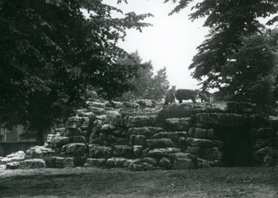 Das Eland-Antilopen-Gehege im Londoner Zoo im Juni 1924 von Frederick William Bond