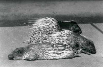 Drei Kap-Südafrikanische Stachelschweine, London Zoo, 1925 von Frederick William Bond