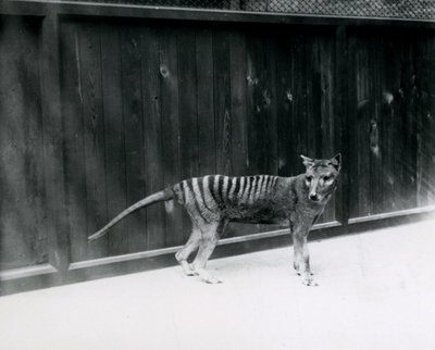 Tasmanischer Wolf im Londoner Zoo, vor 1930 von Frederick William Bond