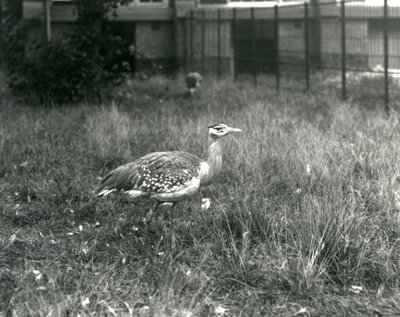 Zwei Arabische Trappen stehen in ihrem Gehege im Londoner Zoo, September 1927 von Frederick William Bond