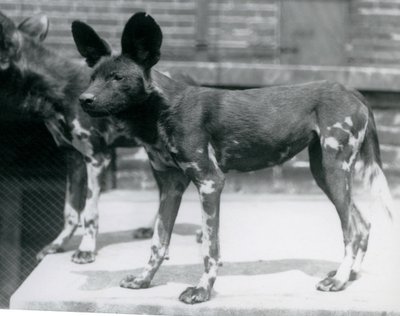 Zwei Somali-Wildhunde im Londoner Zoo, Juli 1925 von Frederick William Bond