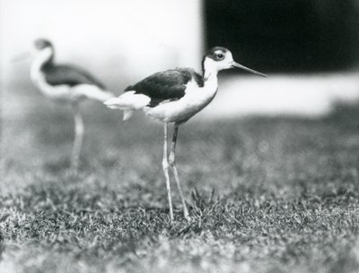 Zwei Schwarzhalstiltläufer auf Gras, Londoner Zoo, Juli 1925 von Frederick William Bond