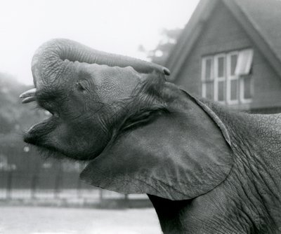 Junger afrikanischer Elefant Kiberenge hebt seinen Rüssel und ruft, Londoner Zoo, August 1925 von Frederick William Bond