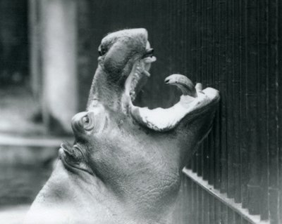 Junger Flusspferd Bobbie im Londoner Zoo, 1927 von Frederick William Bond