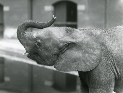 Junge weibliche afrikanische Zwerg-Elefantin Oojah hebt ihren Rüssel im Londoner Zoo, Juli 1925 von Frederick William Bond