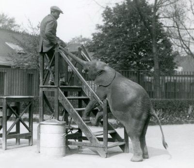 Junge afrikanische Zwerg-Elefantin Oojah mit ihren Vorderfüßen auf den Einschiffungsstufen, erreicht ihren Trainer, der auf der obersten Stufe steht, mit ihrem Rüssel, Londoner Zoo, Juni 1925 von Frederick William Bond