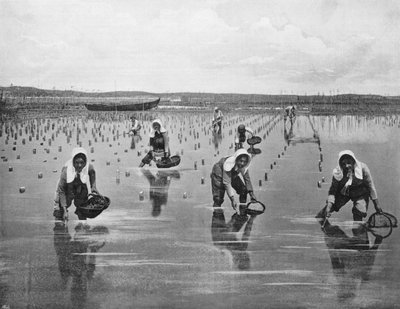 Arcachon - Austernpark (s/w Foto) von French Photographer