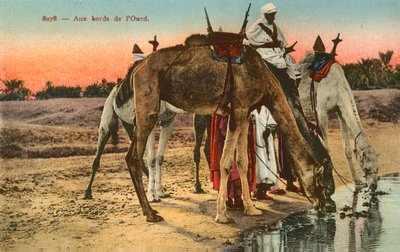 Kamele trinken am Rand des Flusses Oued, Algerien von French Photographer