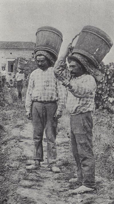 Weinleser bei der Arbeit von French Photographer