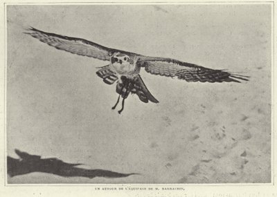 Einer der Vögel von M. Barrachin von French Photographer