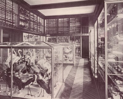 Paris: Galerie der Vögel, Naturkundemuseum von French Photographer