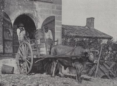 Transport von geernteten Trauben mit einem Ochsenkarren von French Photographer