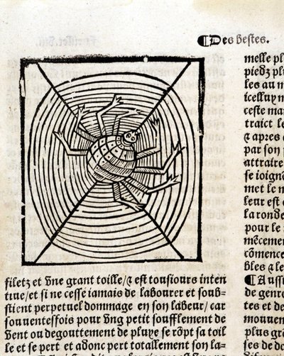 Eine Spinne in ihrem Netz in „Le Jardin de santé aus dem Lateinischen ins Französische übersetzt, neu gedruckt in Paris“ von French School
