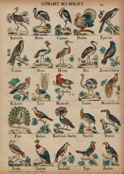 A bis Z der Vögel von French School