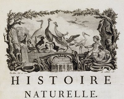 Allegorie der Naturgeschichte über Vögel - in „Histoire naturelle, générale et particulière“ von Buffon von French School