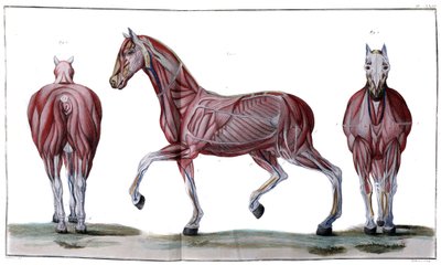 Anatomie des Pferdes: Haut, Gesicht und Profil - „Hippiatric Course, vollständiger Traktat der Pferdemedizin“ von P. E Lafosse von French School