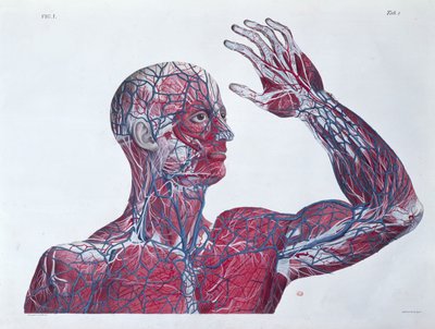 Anatomie des menschlichen Kopfes und Arms, aus einem Anatomiebuch von Francesco Antommarchi (1789-1838) graviert von Mascagni, ca. 1820 von French School