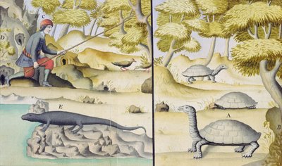 Tiere auf den Galapagos-Inseln von French School