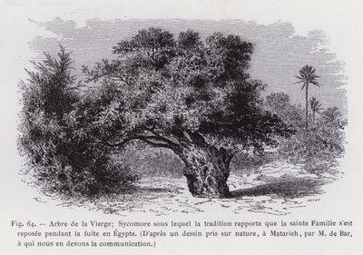 Baum der Jungfrau; Sykomore, unter dem sich die Heilige Familie während der Flucht nach Ägypten ausgeruht haben soll, nach einer Naturzeichnung von M. de Bar, dem wir die Mitteilung verdanken von French School