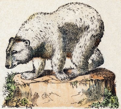 Bär. Gravur in „Alphabet der wilden Tiere“. 9. Serie. Bildsprache von Epinal, Pellerin, Drucker-Verleger, um 1870. Holzschnitte, schabloniert. 16 Seiten. Private Sammlung von French School